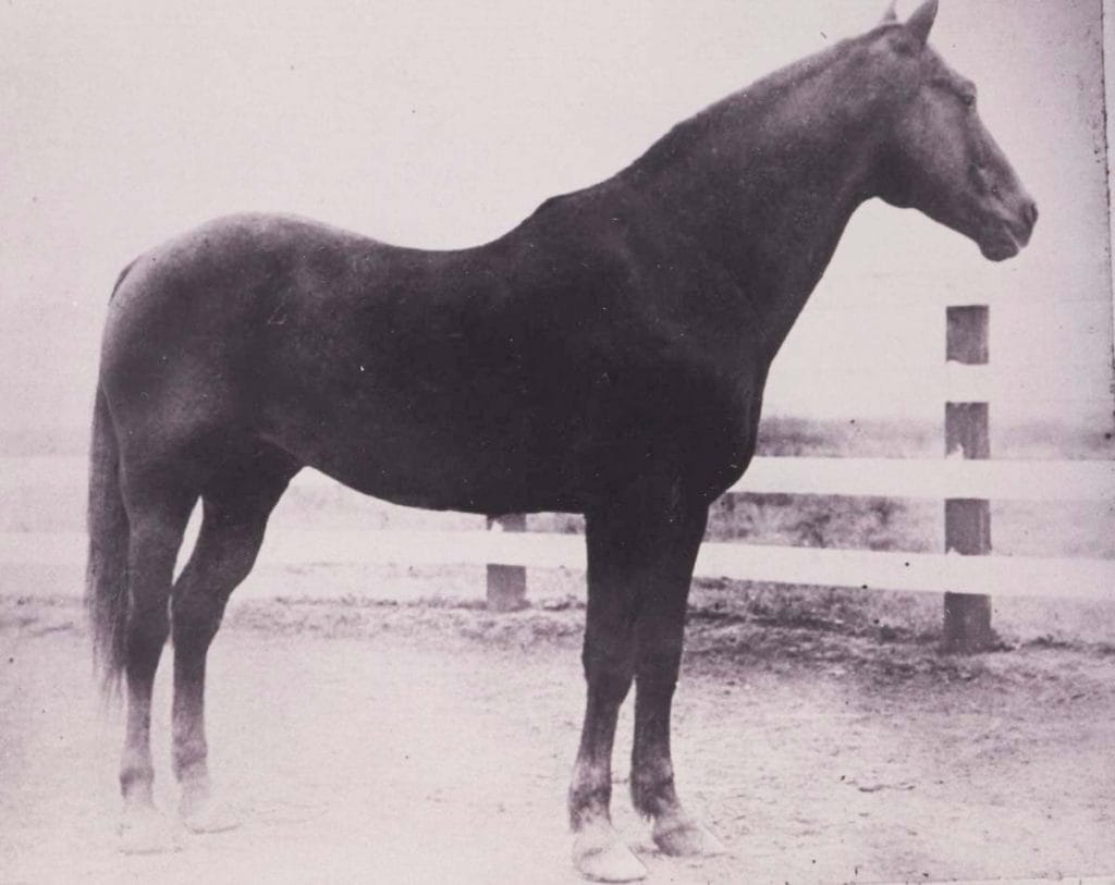American Quarter Horse