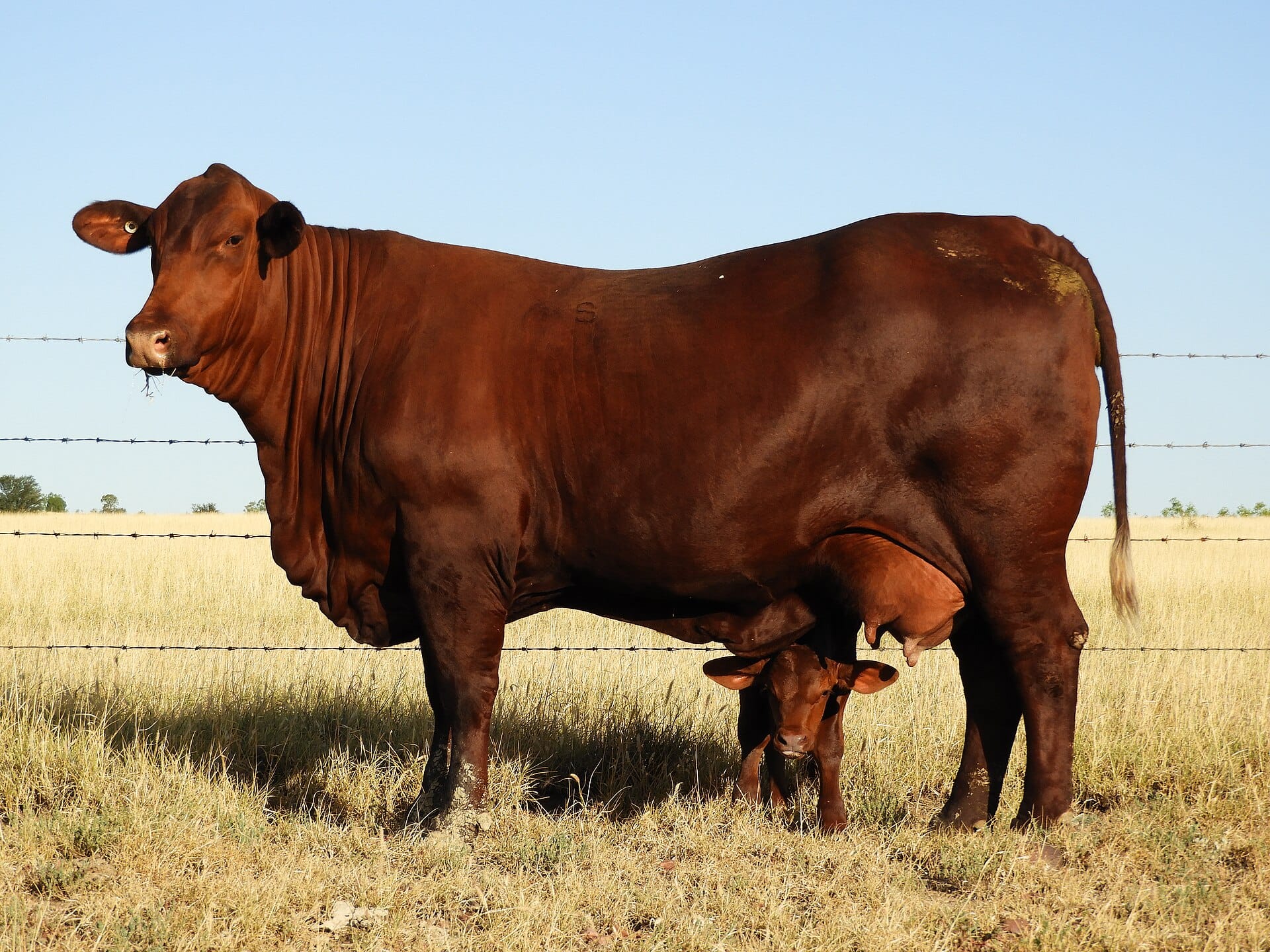 Santa Gertrudis
